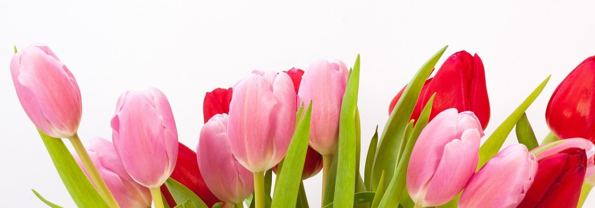tulips-618598_1280